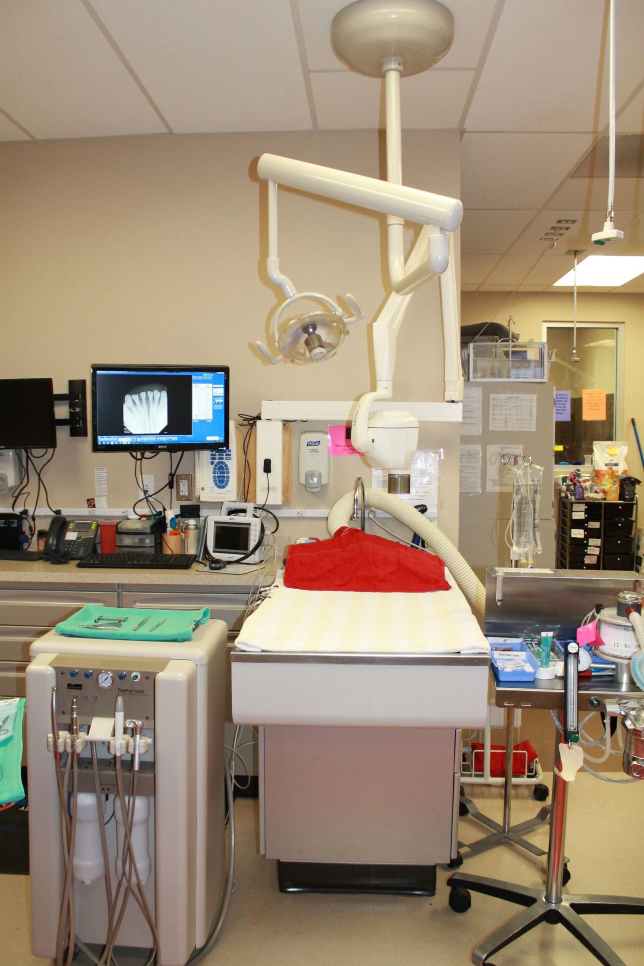 Pet Dental Care in Las Vegas, NV West Russell Animal Hospital